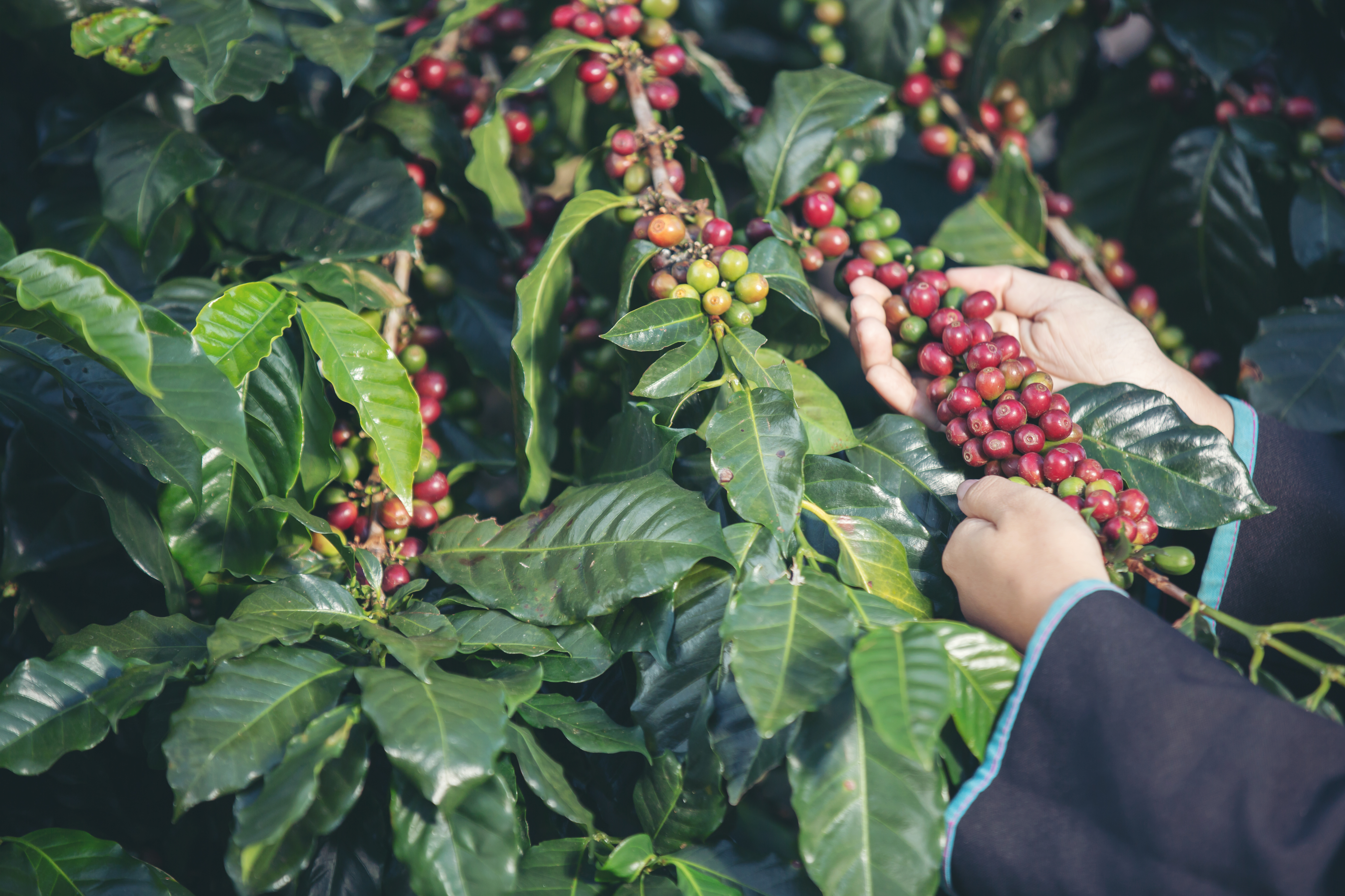 Coffee Harvesting Experience in Dalat